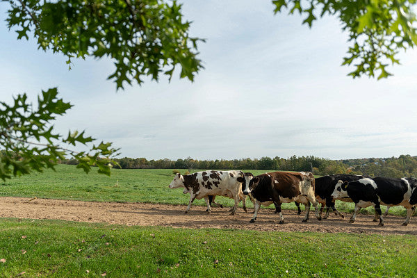 Freeze Dried Colostrum