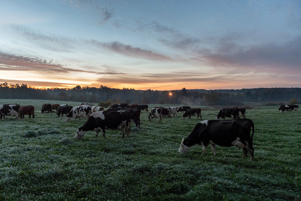 Freeze Dried Colostrum
