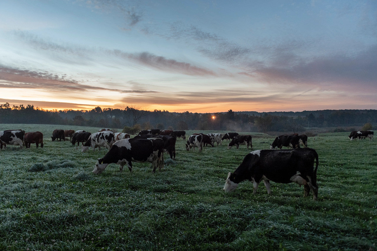Freeze Dried Colostrum