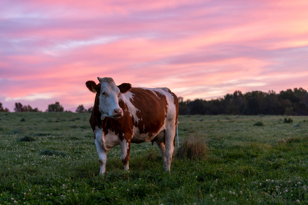 Freeze Dried Colostrum