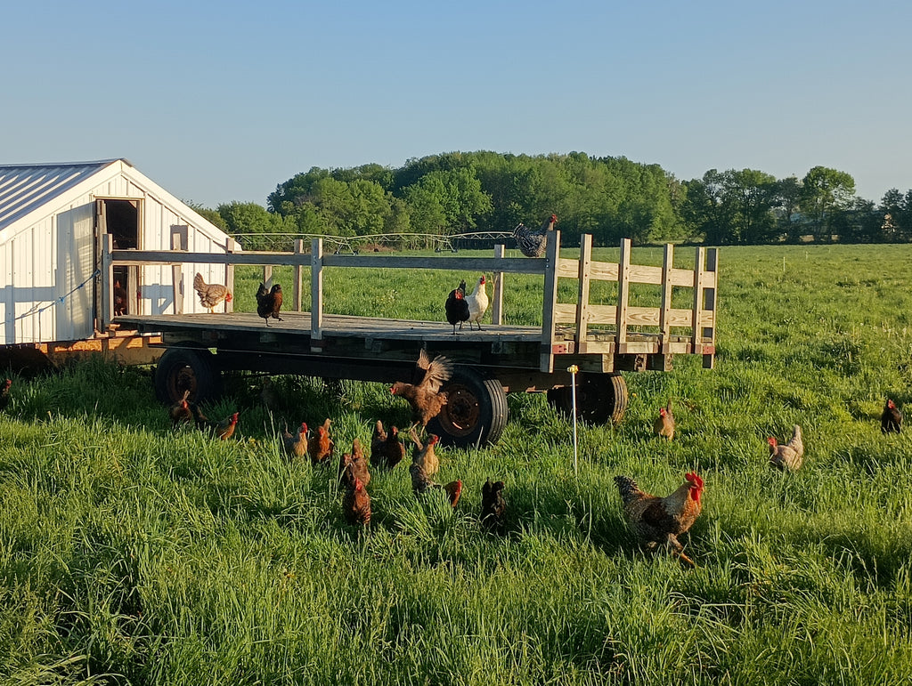 Freeze-Dried Organic Chicken Eggs