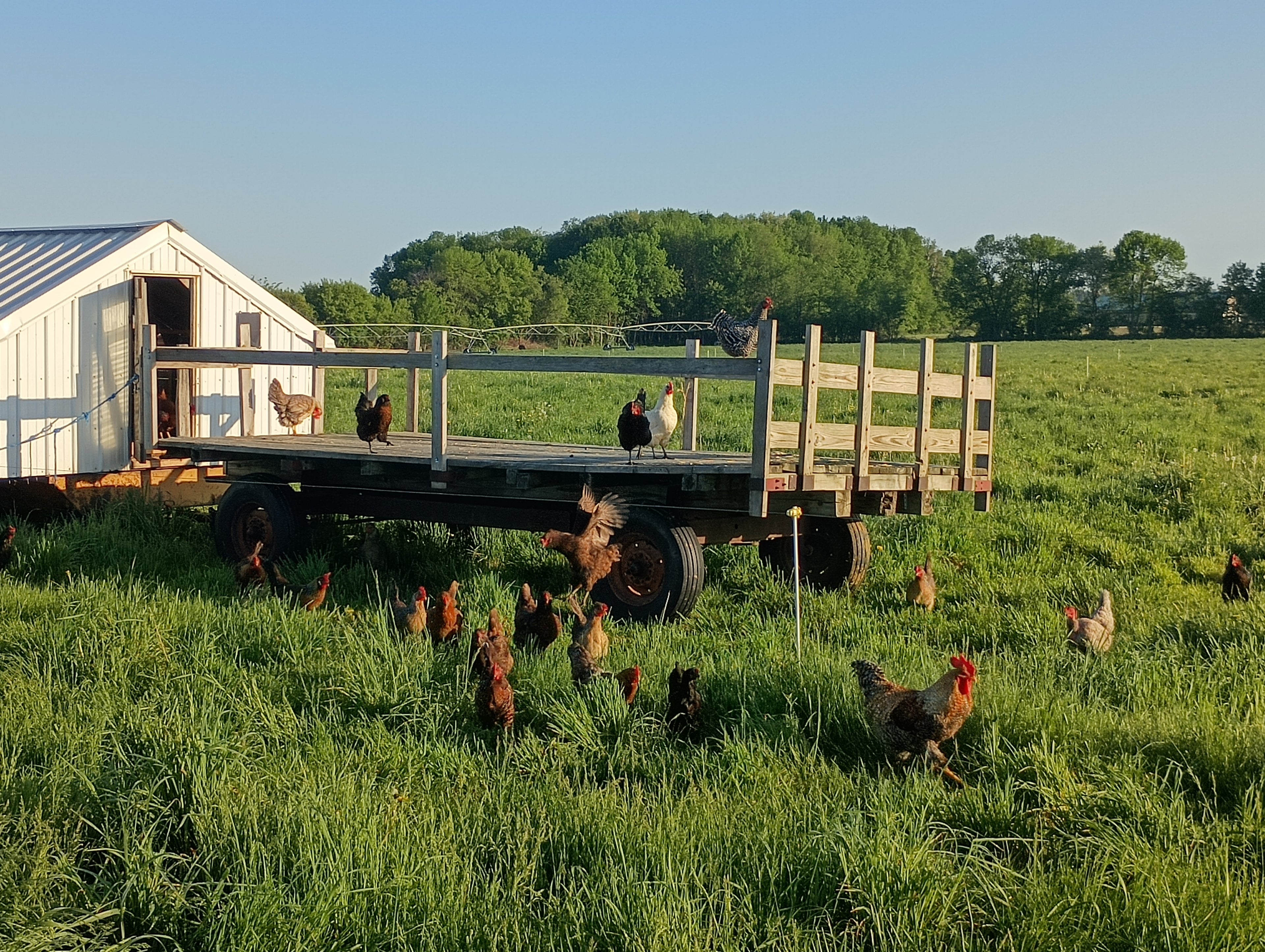 Freeze-Dried Organic Chicken Eggs