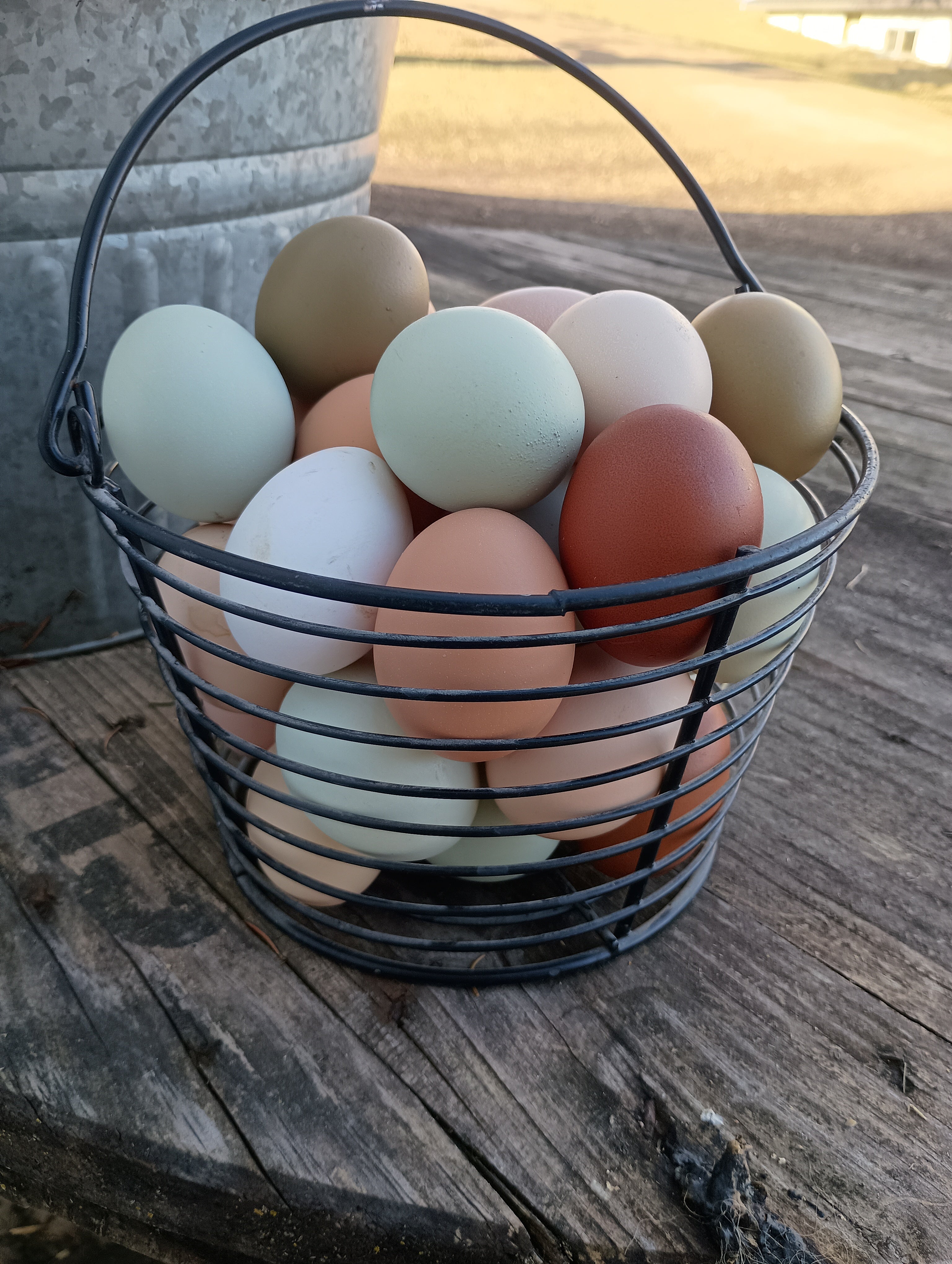 Freeze-Dried Organic Chicken Eggs