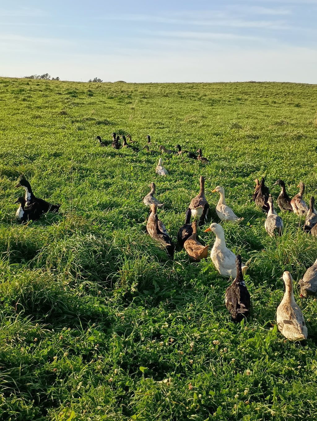 Freeze-Dried Organic Duck Eggs