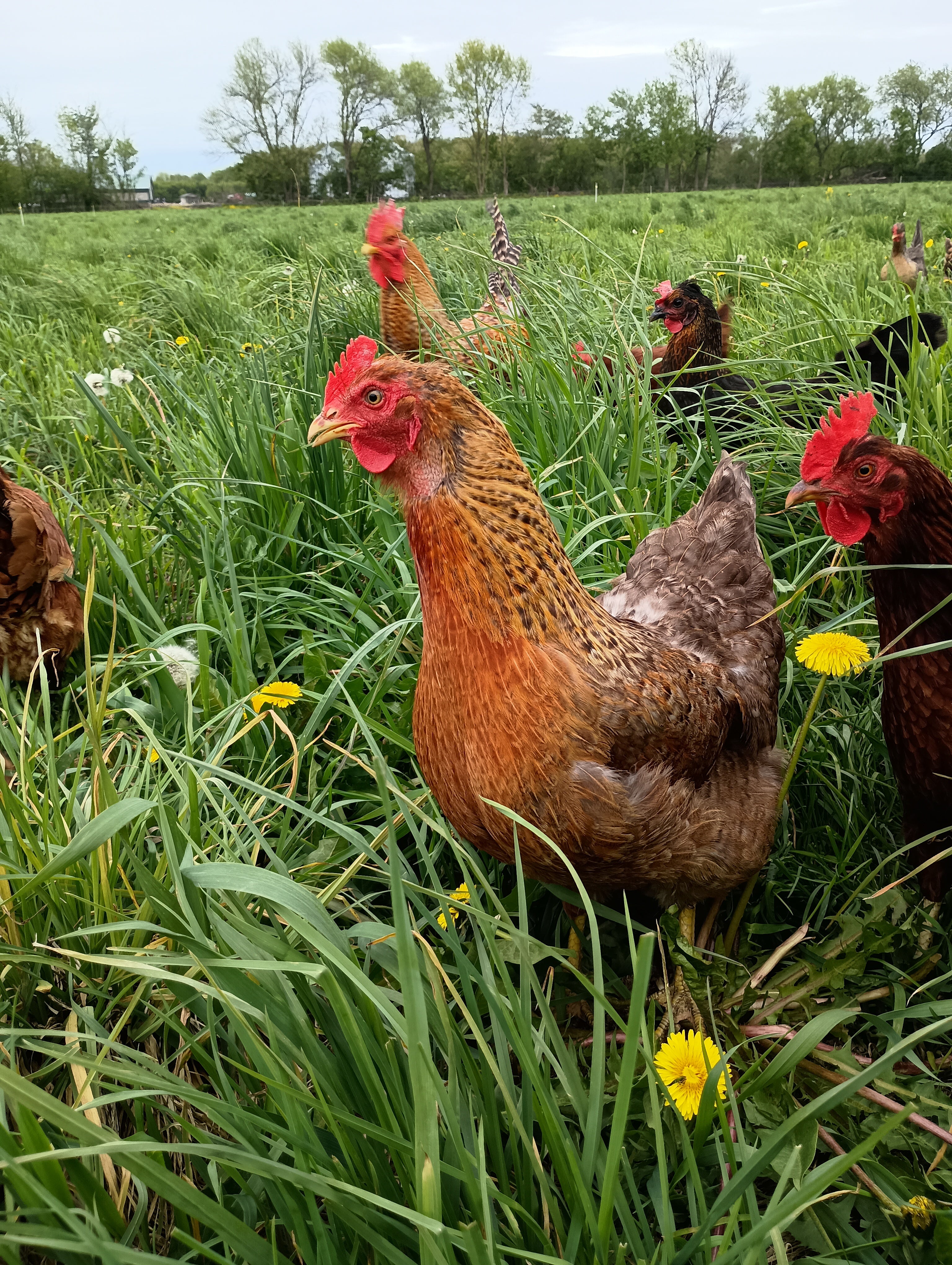 Freeze-Dried Organic Chicken Eggs