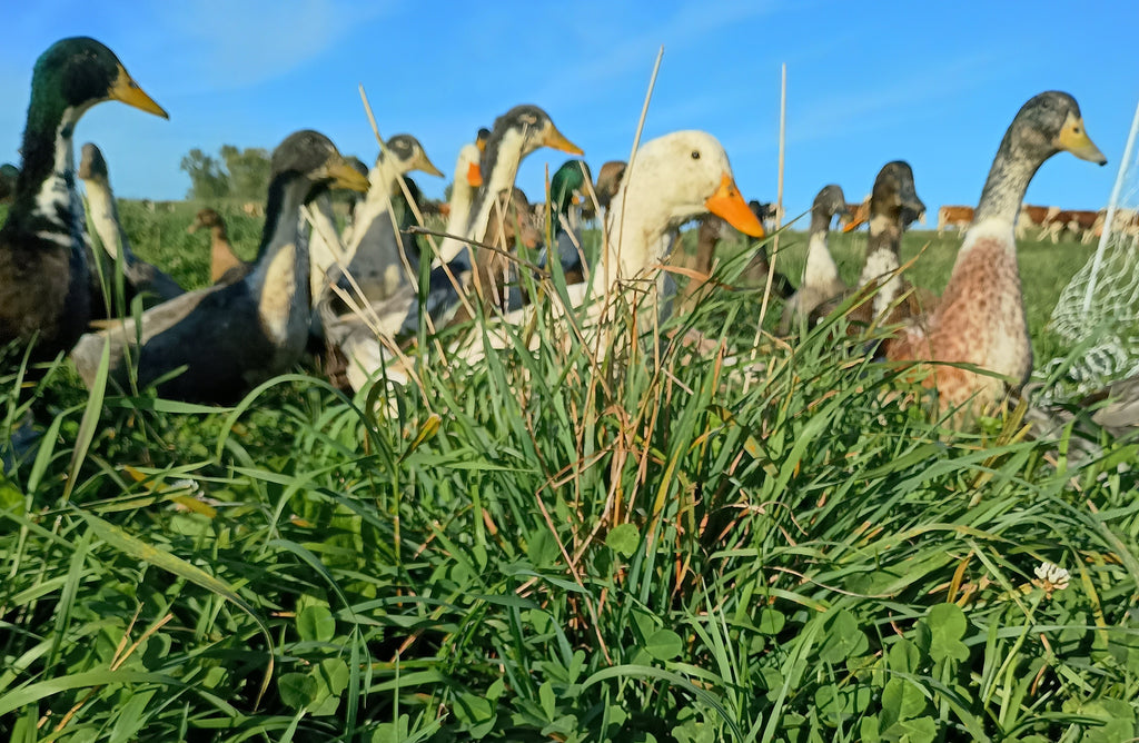 Freeze-Dried Organic Duck Eggs
